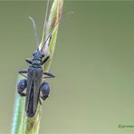 männlicher grüner scheinbockkäfer (oedemera nobilis) .....