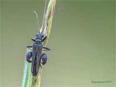 männlicher grüner scheinbockkäfer (oedemera nobilis) .....