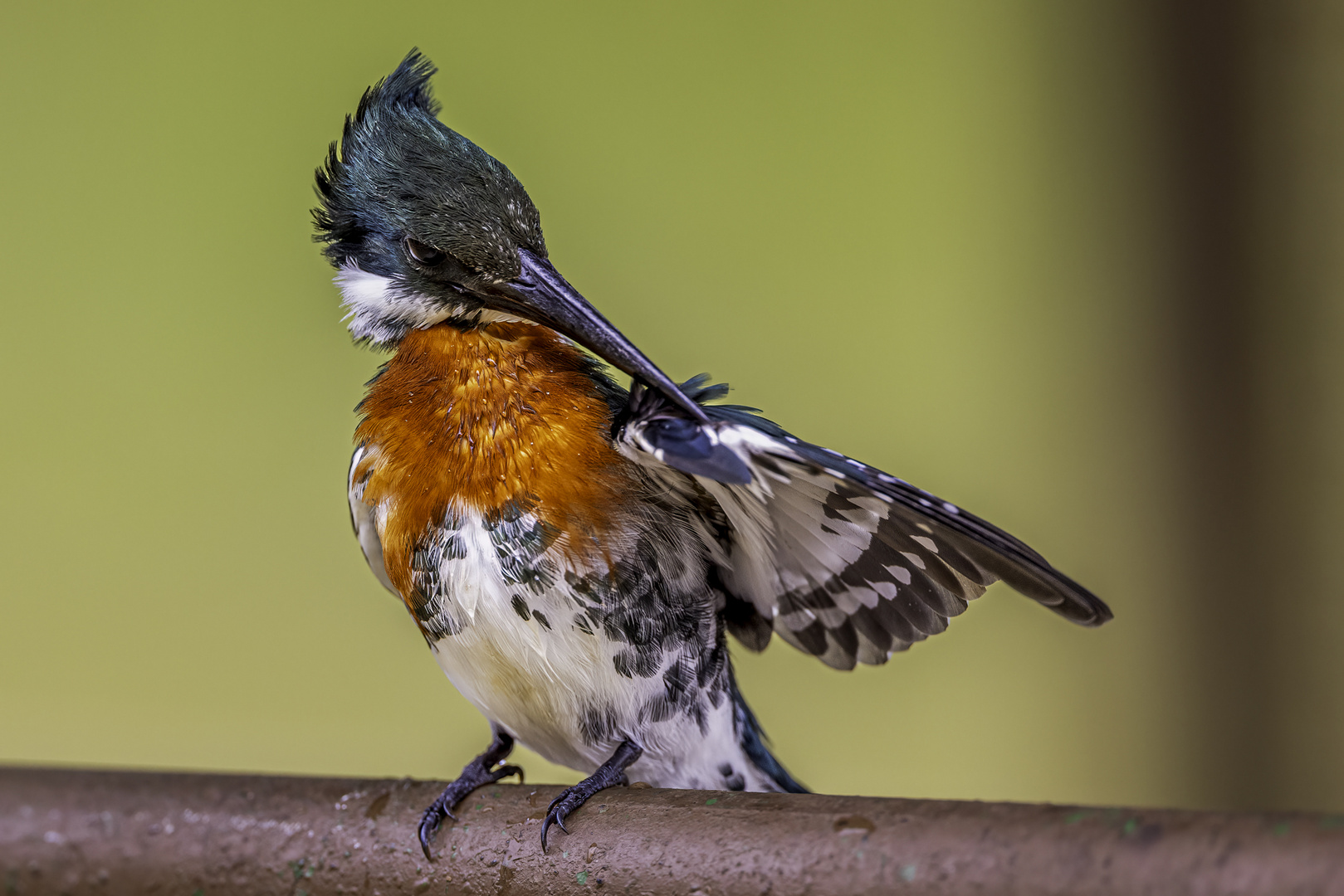 Männlicher Grünfischer (Amazon Kingfisher) nach dem Tauchgang!