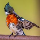 Männlicher Grünfischer (Amazon Kingfisher) nach dem Tauchgang!