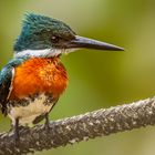 Männlicher Grünfischer (Amazon Kingfisher) nach dem Tauchgang!