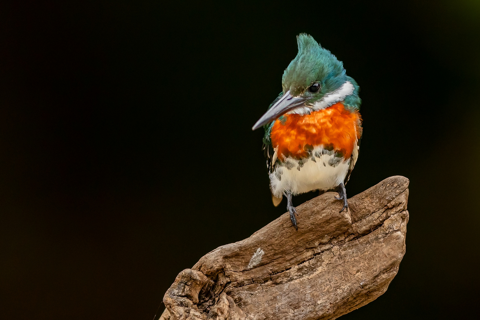 Männlicher Grünfischer (Green Kingfisher)