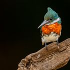 Männlicher Grünfischer (Green Kingfisher)