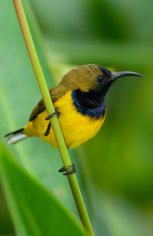 männlicher Grünrücken-Nektarvogel - Botanic Gardens - Singapur