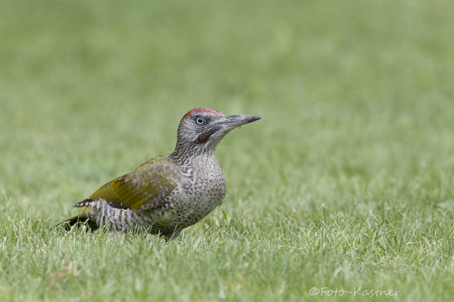 männlicher Grünspecht (Picus viridis)