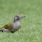 männlicher Grünspecht (Picus viridis)