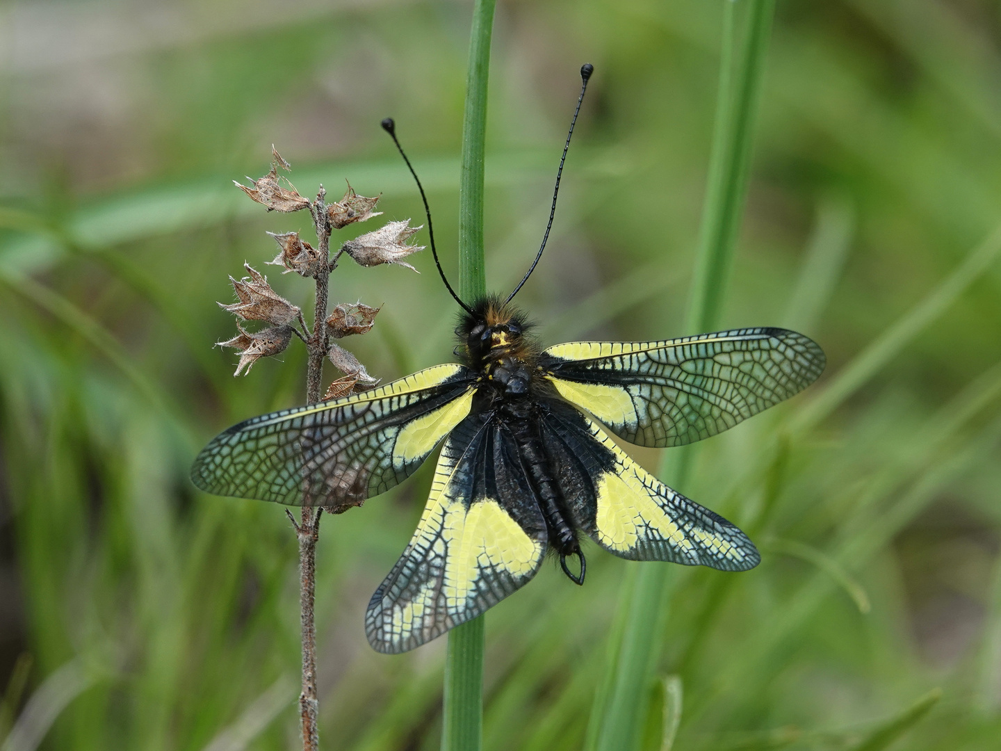 Männlicher Haft Libelloides longicornis