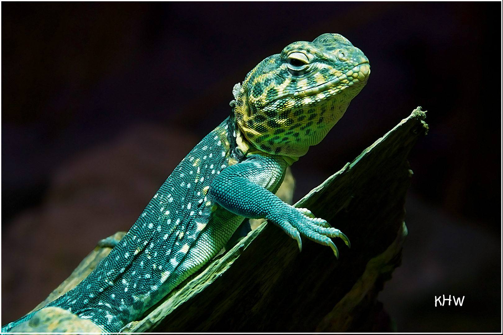 Männlicher Halsbandleguan (crotaphytus collaris)