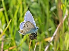   Männlicher Hauhechel- Bläuling