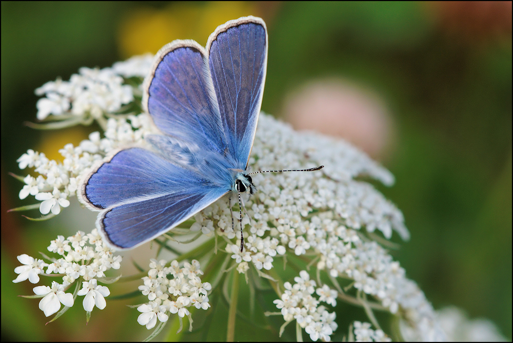 männlicher Hauhechel-Bläuling (Polyommatus icarus)