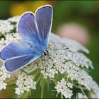 männlicher Hauhechel-Bläuling (Polyommatus icarus)