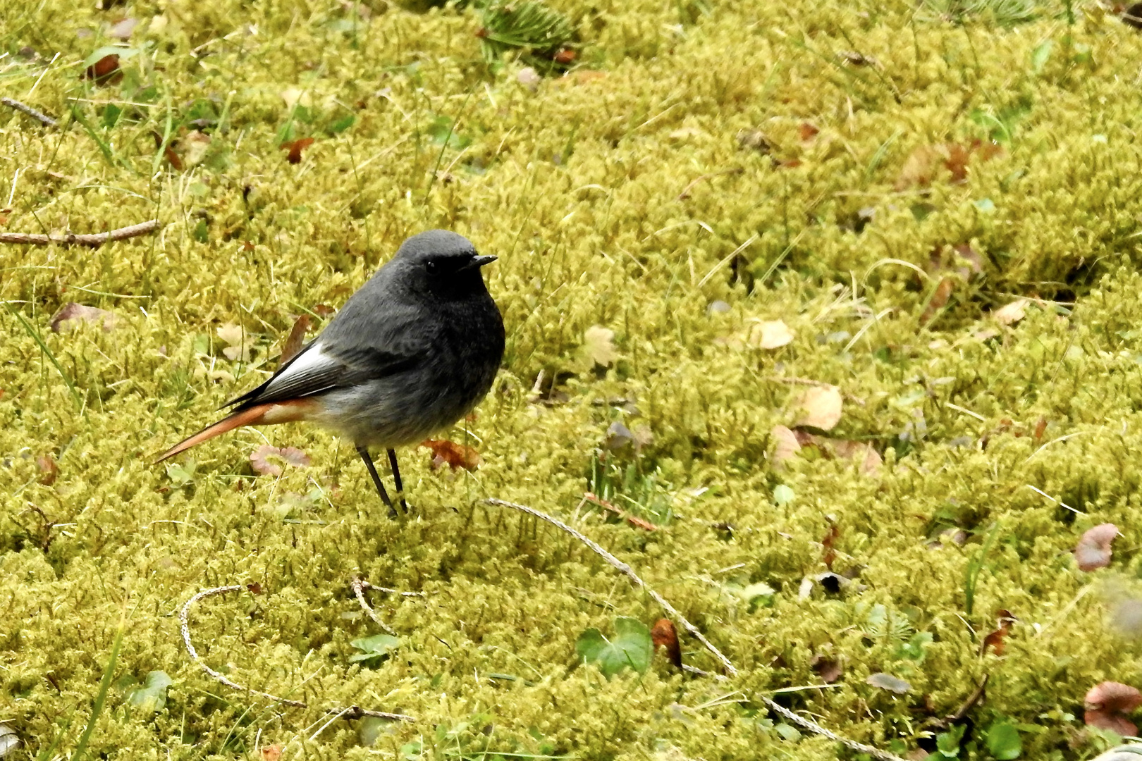 Männlicher Hausrotschwanz (Phoenicurus ochruros gibraltariensis) 