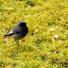 Männlicher Hausrotschwanz (Phoenicurus ochruros gibraltariensis) 