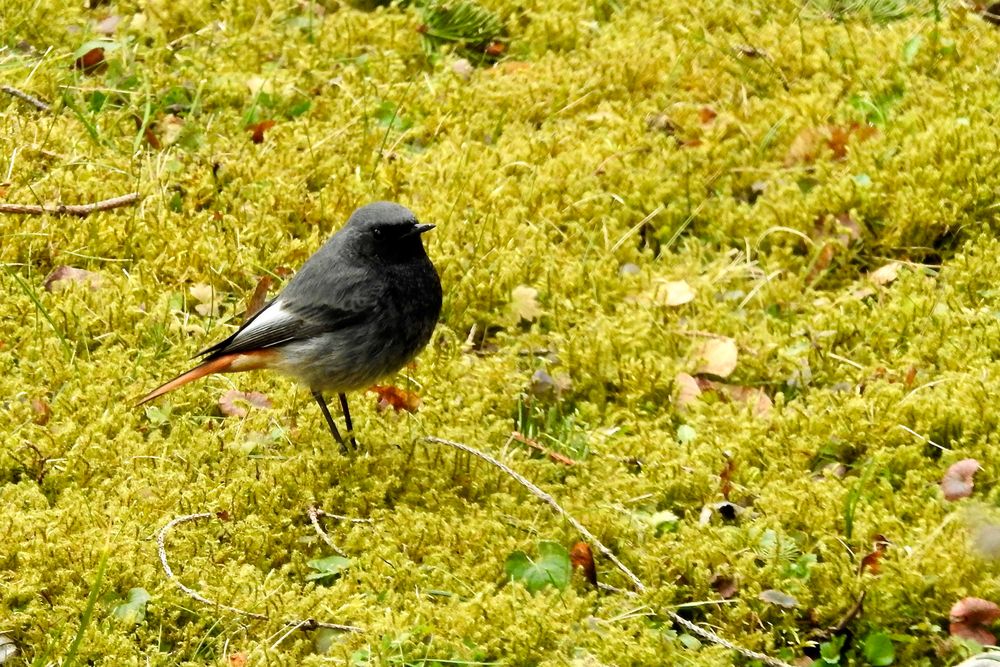 Männlicher Hausrotschwanz (Phoenicurus ochruros gibraltariensis) 