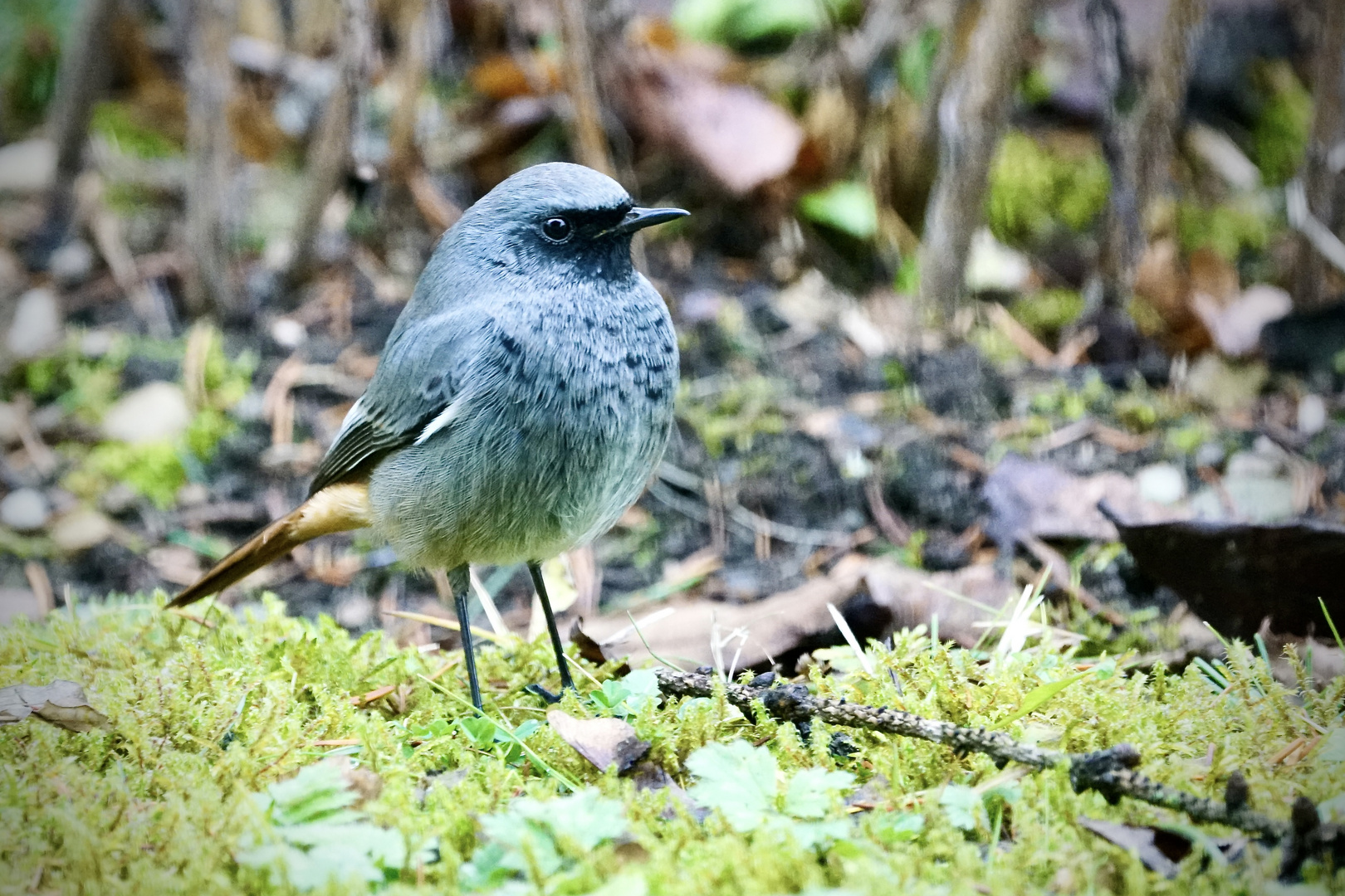 Männlicher Hausrotschwanz (Phoenicurus ochruros gibraltariensis) 