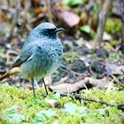 Männlicher Hausrotschwanz (Phoenicurus ochruros gibraltariensis) 