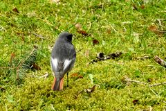 Männlicher Hausrotschwanz (Phoenicurus ochruros gibraltariensis) 