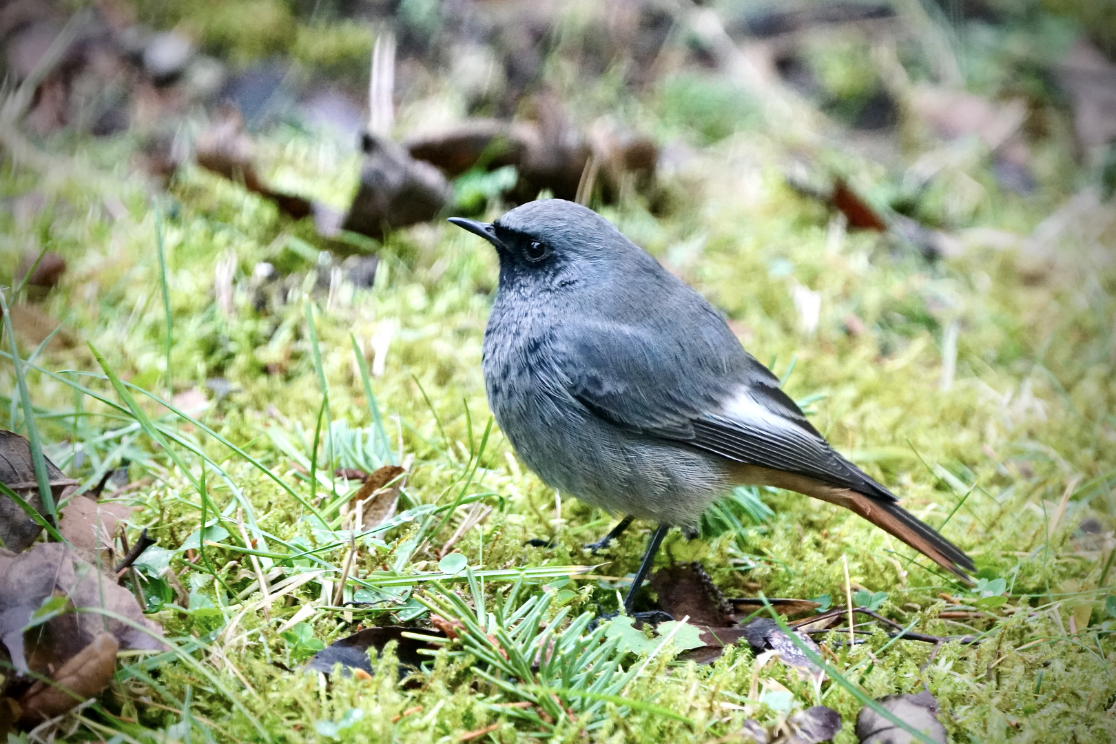 Männlicher Hausrotschwanz (Phoenicurus ochruros gibraltariensis) 