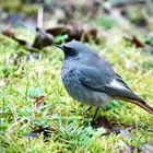 Männlicher Hausrotschwanz (Phoenicurus ochruros gibraltariensis) 