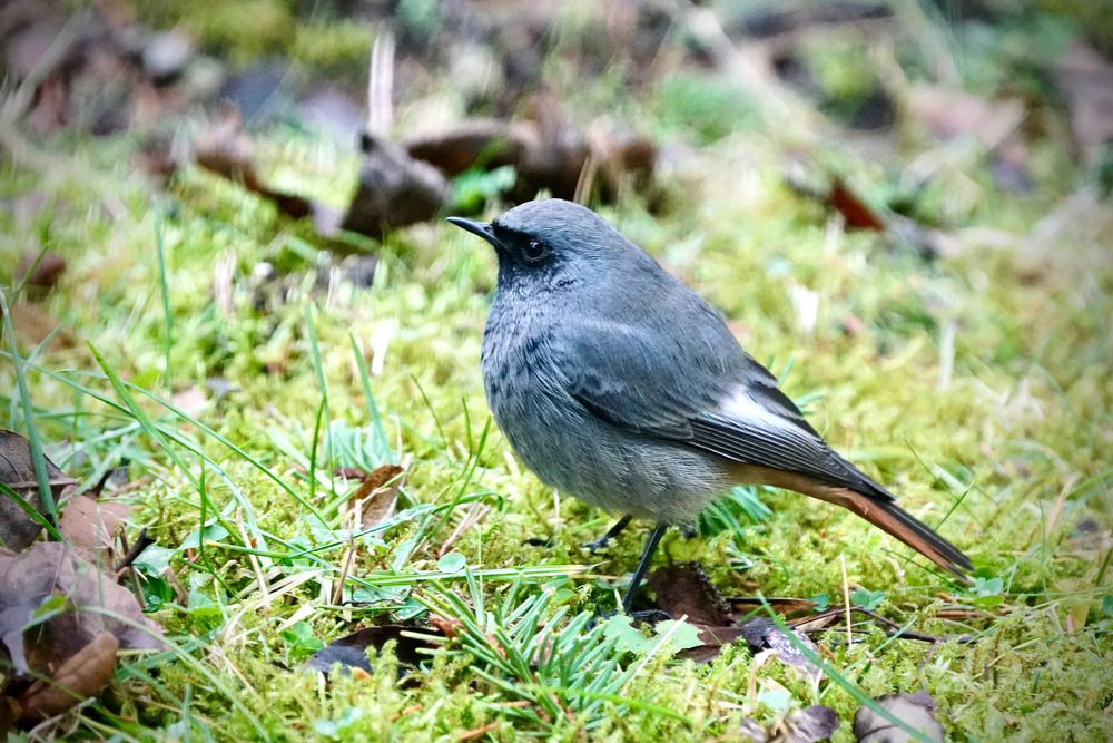 Männlicher Hausrotschwanz (Phoenicurus ochruros gibraltariensis) 