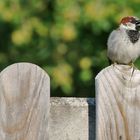 männlicher Haussperling