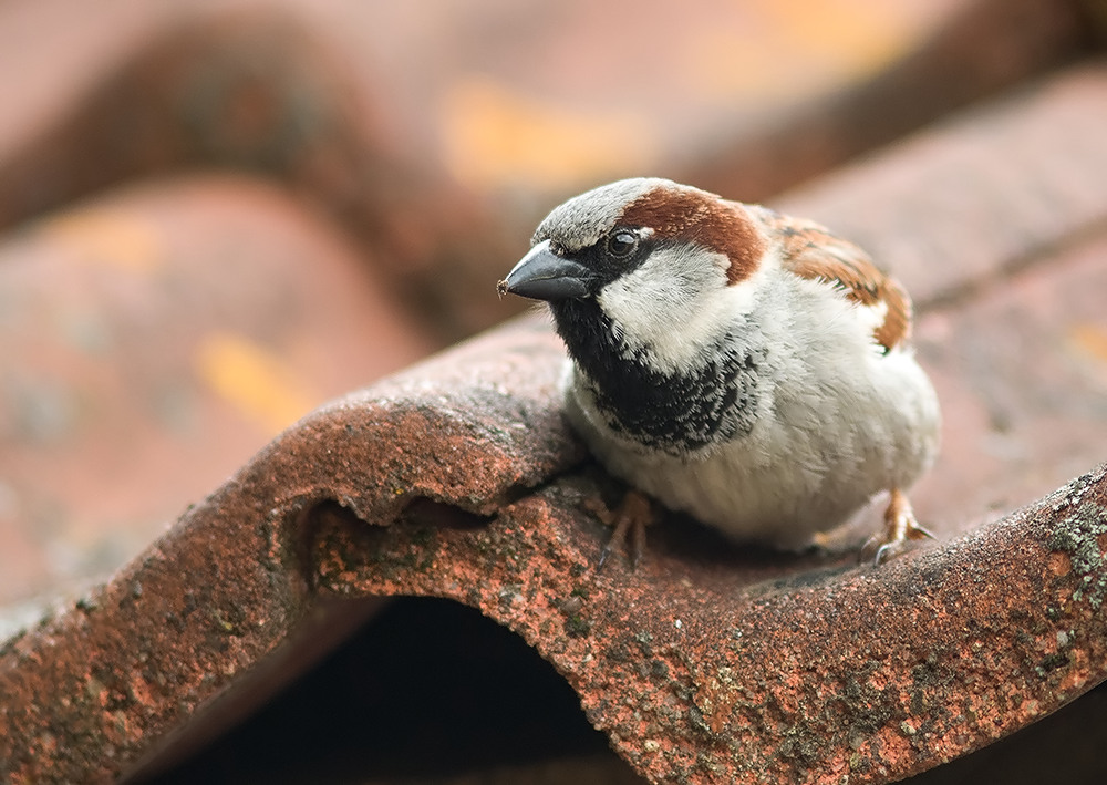 männlicher Haussperling