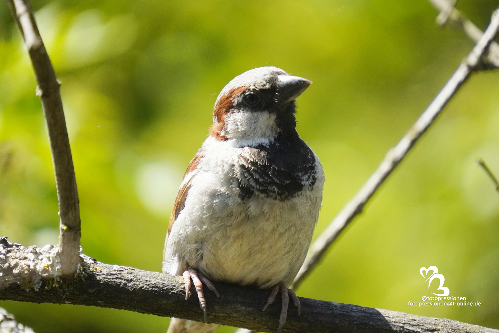 männlicher Haussperling (Passer domesticus) fühlt sich beobachtet