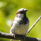 männlicher Haussperling (Passer domesticus) fühlt sich beobachtet