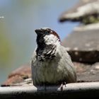 männlicher Haussperling (Passer domesticus) fühlt sich beobachtet