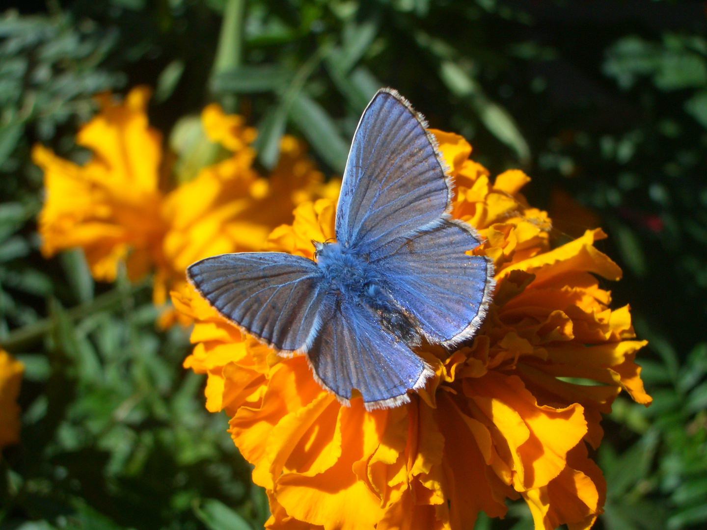 Männlicher Himmelblauer Bläuling