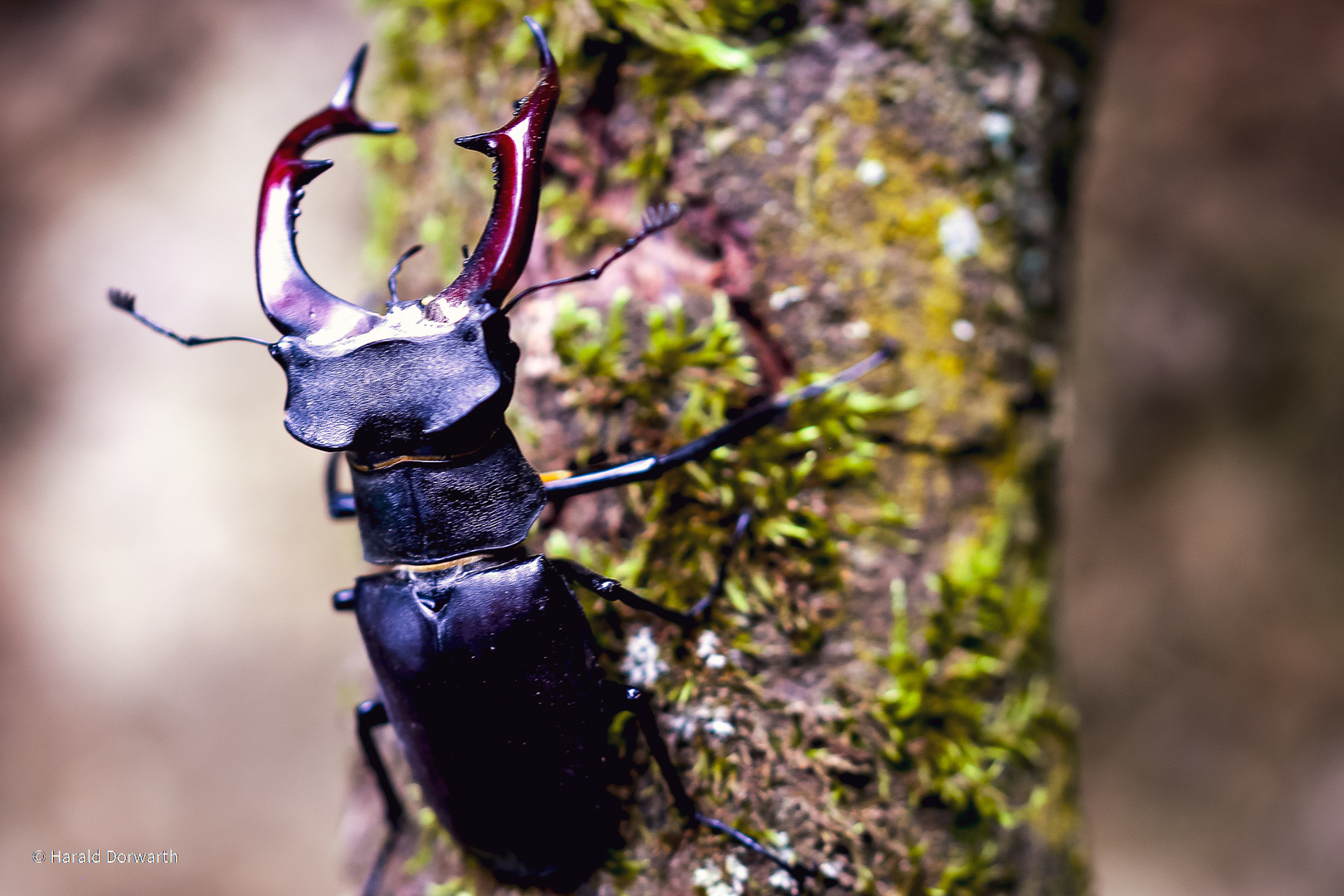 Männlicher Hirschkäfer  (Lucanus cervus) 