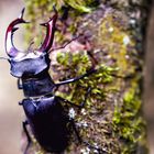 Männlicher Hirschkäfer  (Lucanus cervus) 