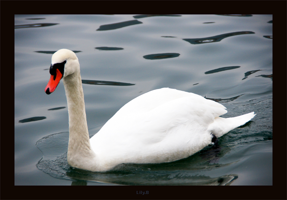 Männlicher Höckerschwan