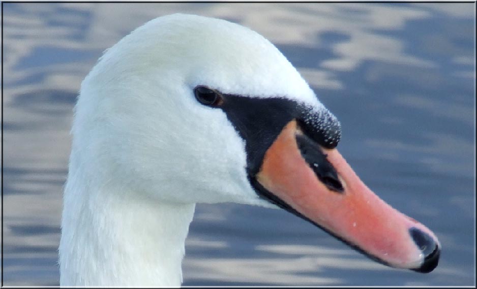 Männlicher Höckerschwan