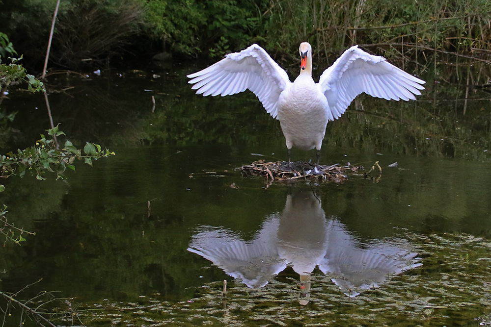 männlicher Höckerschwan mit ausgebreiteten Flügeln