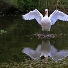 männlicher Höckerschwan mit ausgebreiteten Flügeln