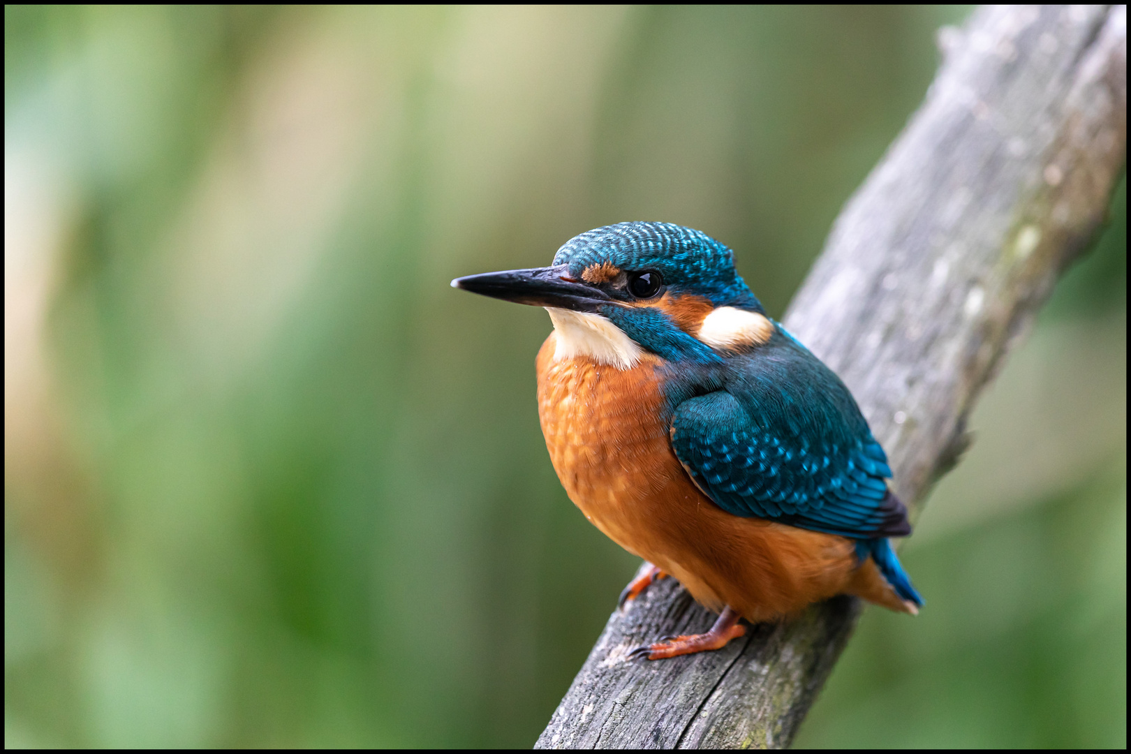 männlicher Jungvogel