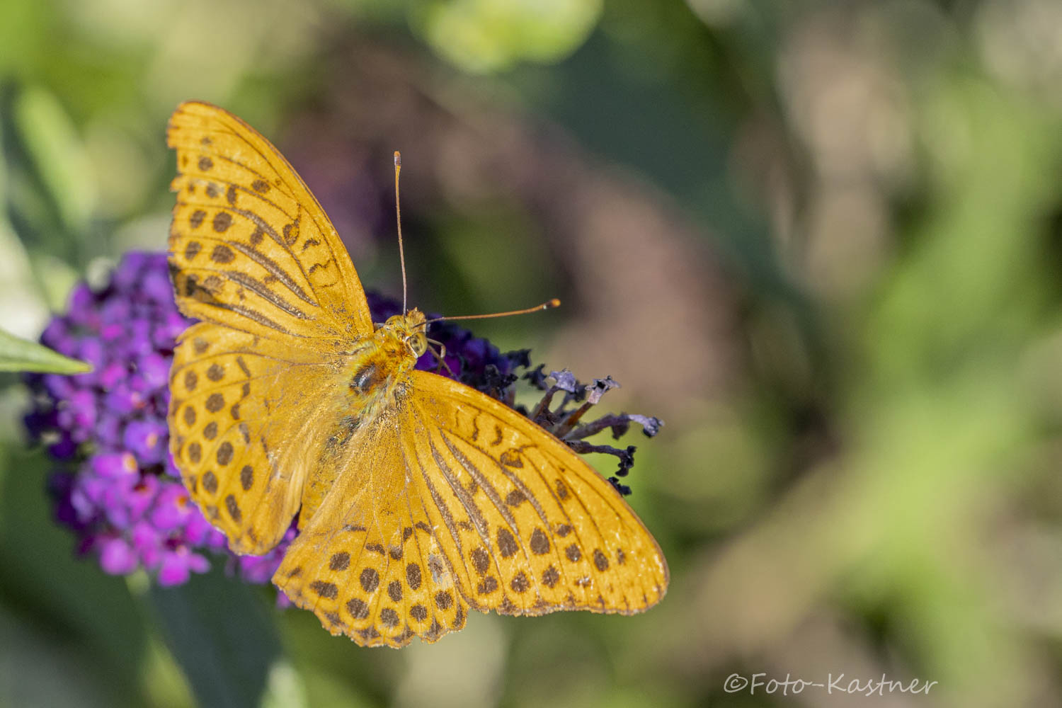 männlicher Kaisermantel – Argynnis paphia 