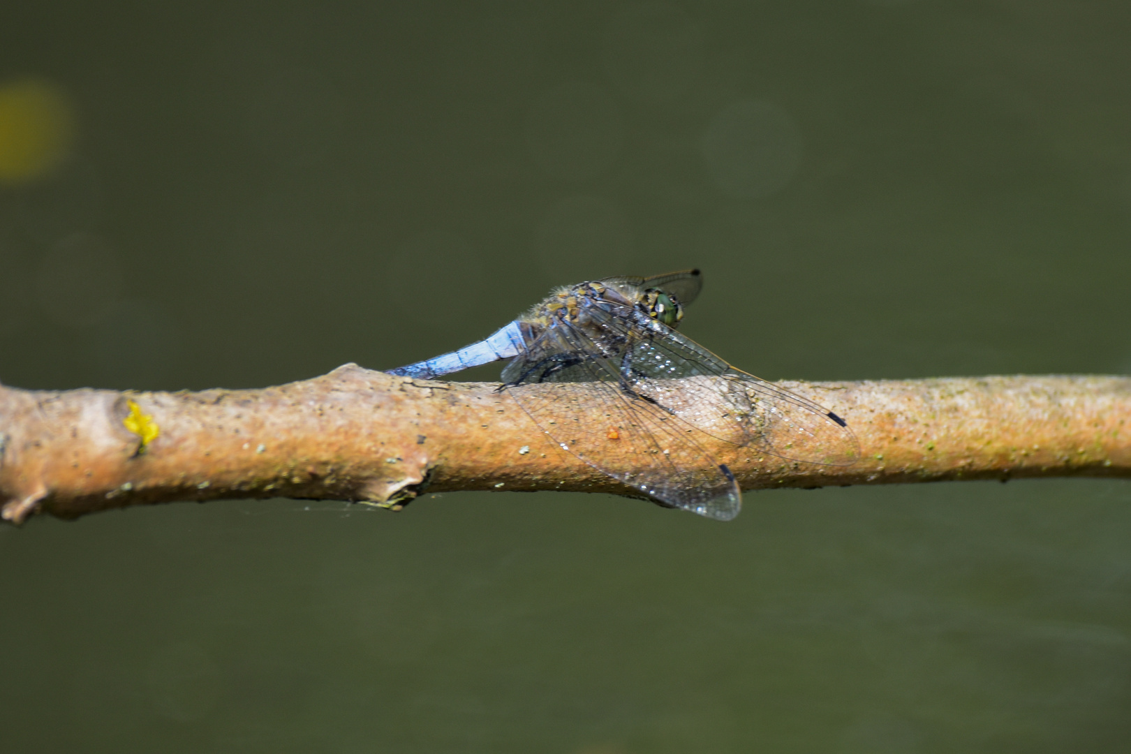 Männlicher Kleiner Blaupfeil