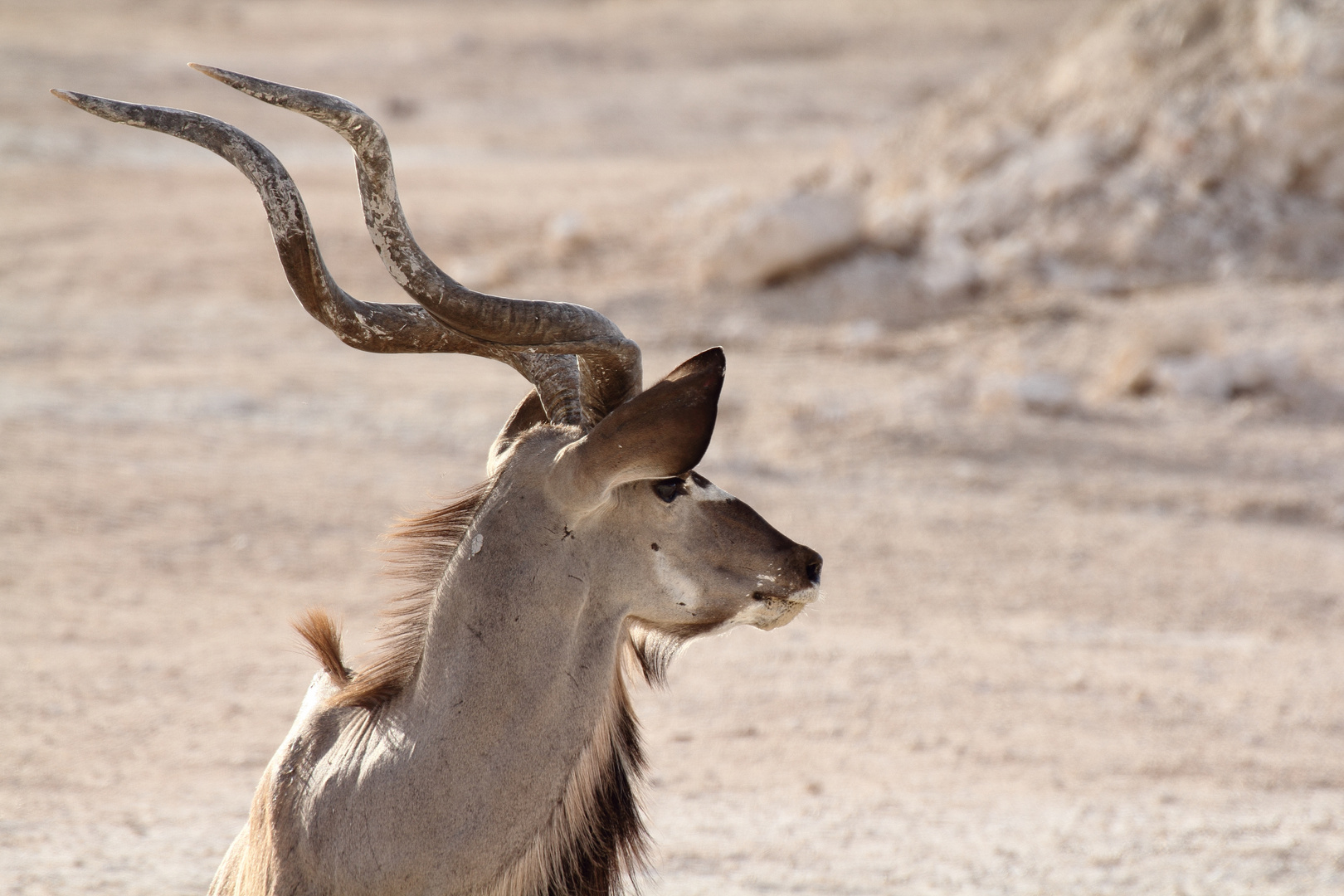 männlicher Kudu