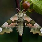 Männlicher Lindenschwärmer - Mimas tiliae -