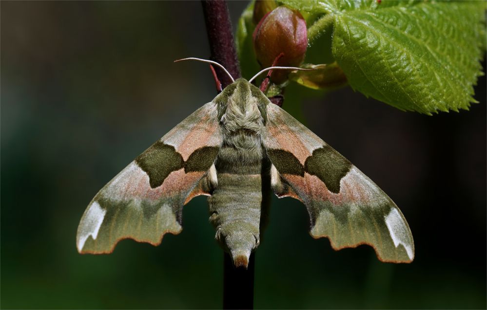 Männlicher Lindenschwärmer - Mimas tiliae -