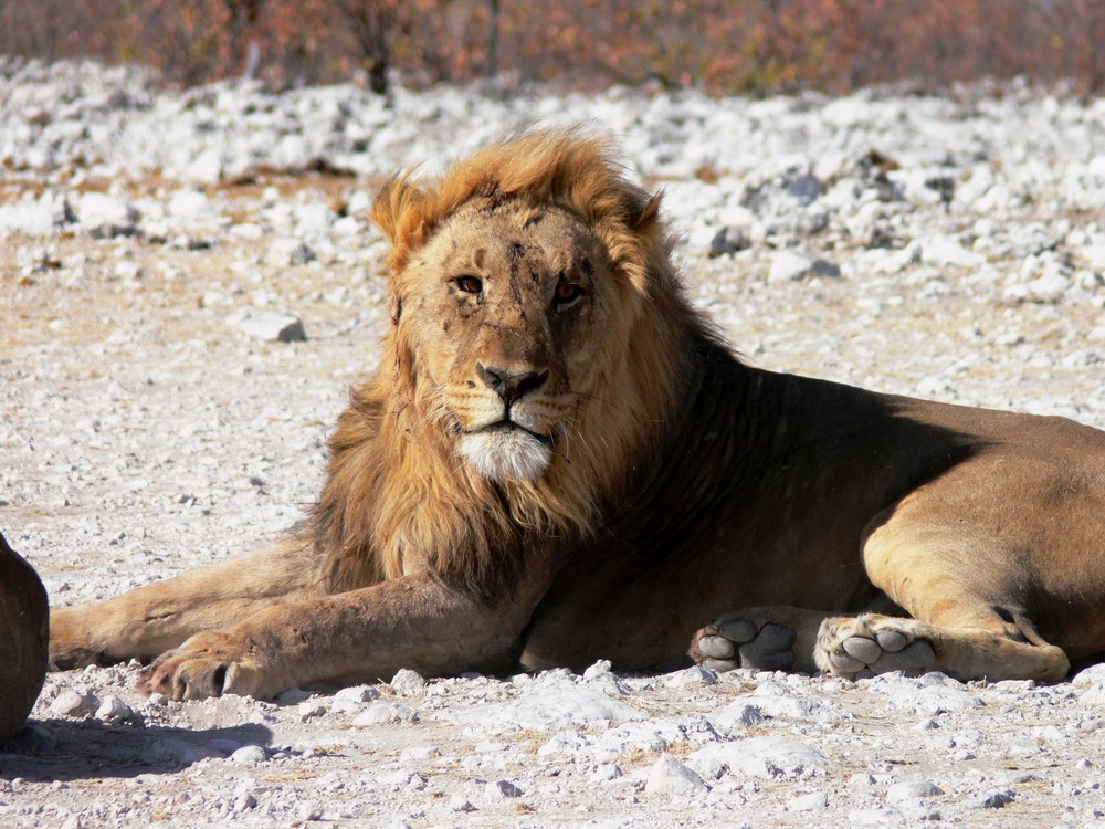 Männlicher Löwe im Etosha Nationalpark, Namibia