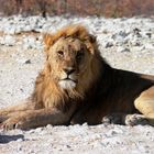 Männlicher Löwe im Etosha Nationalpark, Namibia