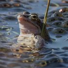 Männlicher Moorfrosch im Großen Bullensee