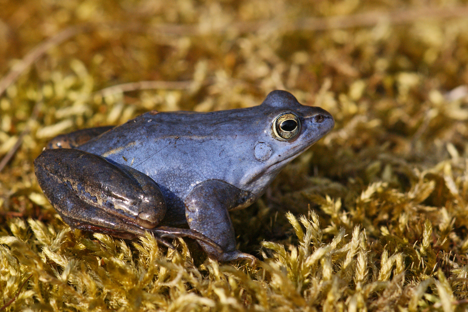 Männlicher Moorfrosch (Rana arvalis)