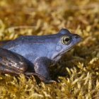 Männlicher Moorfrosch (Rana arvalis)