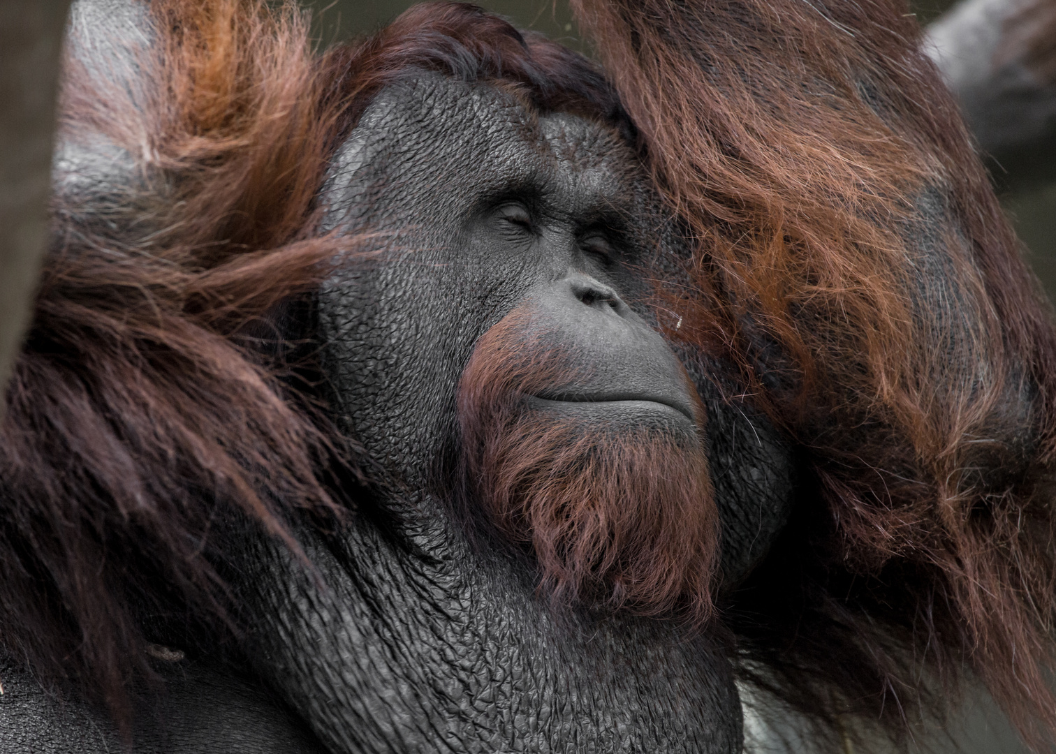 Männlicher Orang Utan.