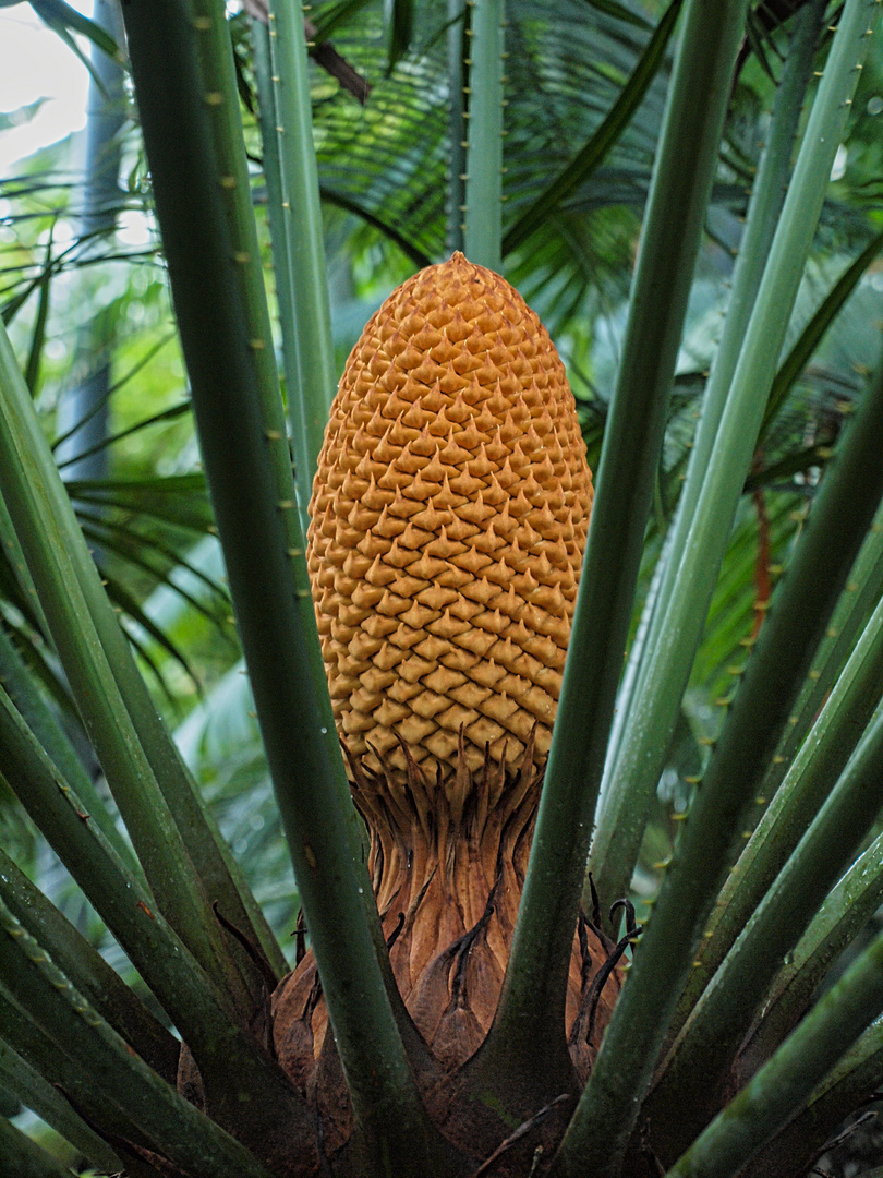 Männlicher Palmfarn mit Zapfen