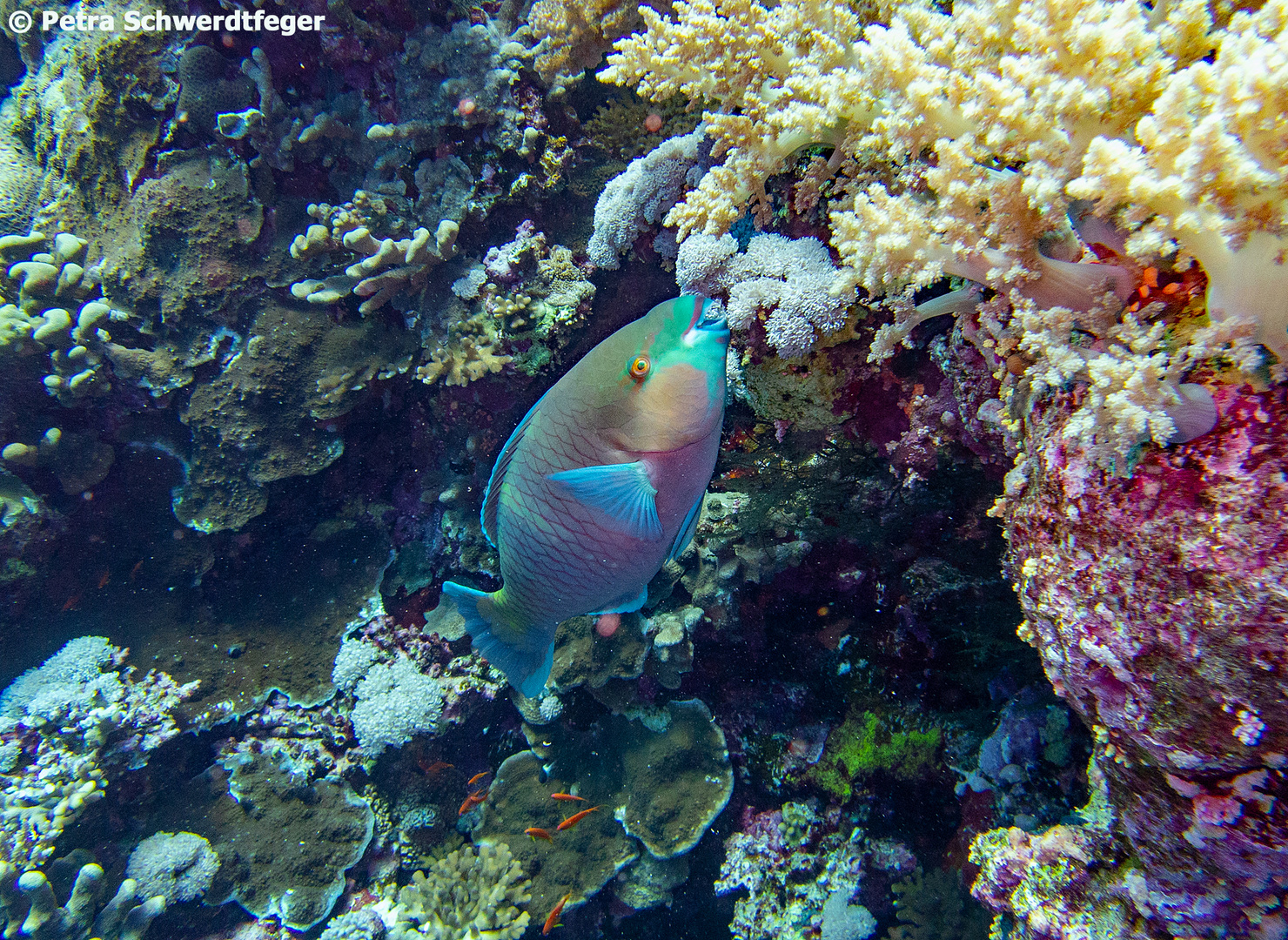 Männlicher Papageifisch im Roten Meer